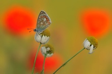 Zwischen Kamille und Mohn