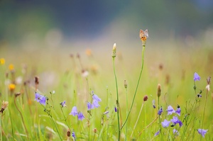 Wiesenzauber im Frankenwald