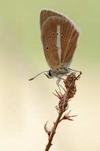 Polyommatus damon