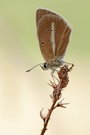 Polyommatus damon