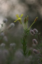 Nachtkerze im Hasenklee