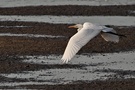 Silberreiher im Flug #1