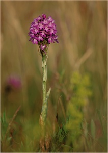 ~ Normandie 2010 VIII ~