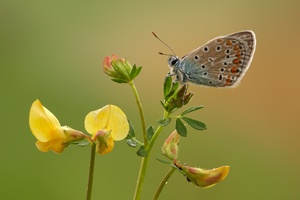 nur blaue zurzeit