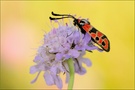 Zygaena fausta