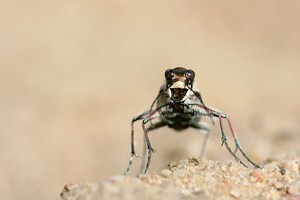 Dünen-Sandlaufkäfer - Cicindela hybrida ND