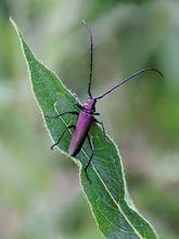 Moschus-Bock (Aromia moschata)