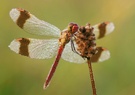 Gebänderte Heidelibelle Männchen ND