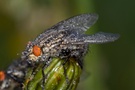 IMG_9755 [ND]
