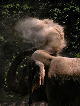 Indischer Elefant - ZO