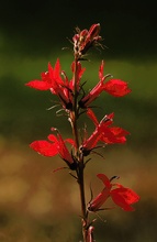 Leuchtende Lobelie