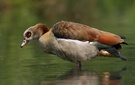 Nilgans