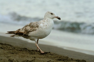 Mittelmeermöwe Jungvogel