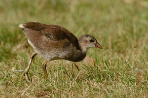 Junges Teichhuhn ND