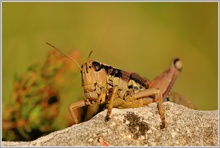 Gewöhnliche Gebirgsschrecke (Podisma pedestris)