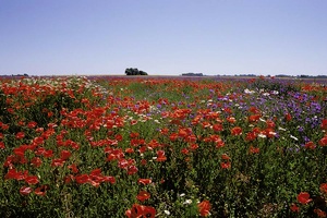 Brachacker auf Rügen ND