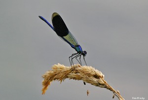 Gebänderter Prachtlibelle