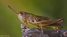 Gemeiner Grashüpfer - Chorthippus parallelus parallelus  (ND)