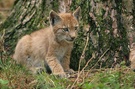 Luchs