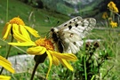 Hochalpen-Apollo (Parnassius phoebus)