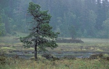 Hochmoor mit Kiefer