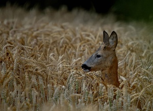 Es ist Blattzeit  .  .  .   ND