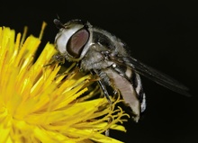 Späte Großstirnschwebfliege, KD