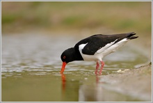 Austernfischer (Haematopus ostralegus)