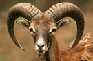 Mufflon ( Ovis ammon )