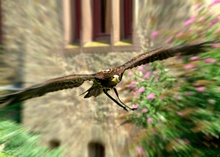 Junger Weißkopfseeadler im Anflug,  ZO, EBV