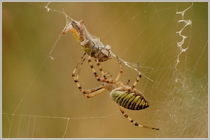 Wespenspinne (Argiope bruennichi)