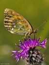 Märzveilchenfalter - Argynnis adippe  (ND)