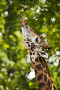 Giraffa camelopardalis rothschildi