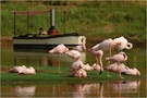 Der Flamingofotograf
