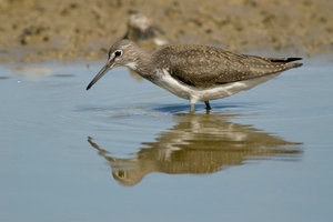 Waldwasserläufer