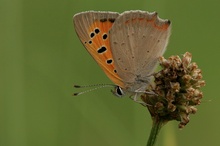 Kleiner Feuerfalter (Lycaena phlaeas)