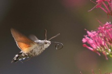 Taubenschwänzchen im Anflug