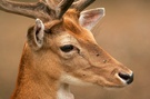 Damhirsch
