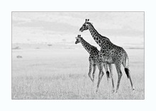 Giraffe im Doppelpack (ND)