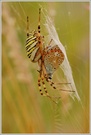 Wespenspinne (Argiope bruennichi)