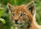 Luchs ZO
