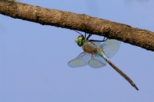 Kleine Königslibelle (Anax parthenope) ND