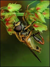 Gemeine Sumpfschwebfliege (Helophilus pendulus)