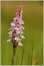 Geflecktes Knabenkraut (Dactylorhiza maculata)