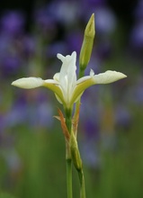 Weiße Iris ND