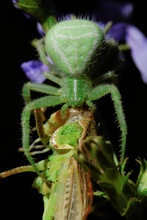 Krabbenspinne erbeutet Heuschrecke