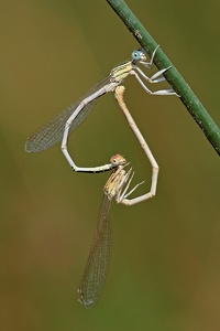 Love is in the air ...