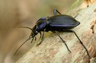 Blauvioletter Wald-Laufkäfer(Carabus problematicus)