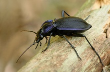 Blauvioletter Wald-Laufkäfer(Carabus problematicus)