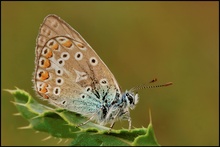 Hauhechelbläuling (Polyommatus icarus)